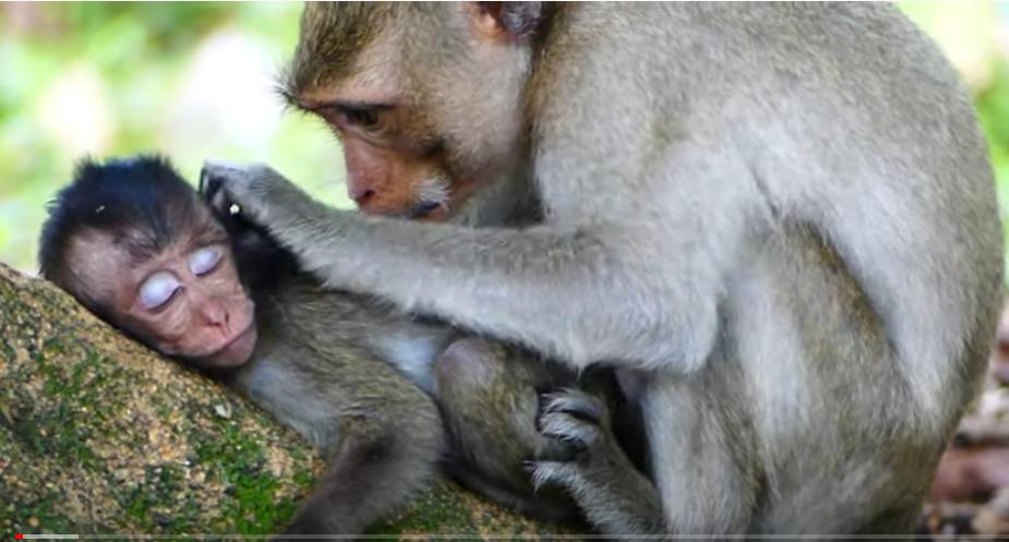 るり このままでは赤ちゃんが死んでしまうのでkidnapperに給餌し 赤ちゃん にもしっかり栄養を取らせる すきを見て赤ちゃんを奪い母親に返す作戦 必死に食べようとする赤ちゃんを邪魔する誘拐犯 途中から食べるのを許す