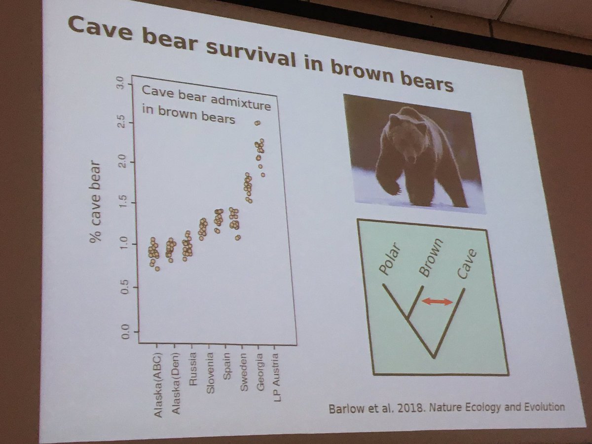 SteveCarter100's tweet photo. Cave bears “survive” in Europe in DNA of brown bears. Fascinating talk on paleogenetics by Axel Barlow #ecm8 https://t.co/alPgq4b2uG