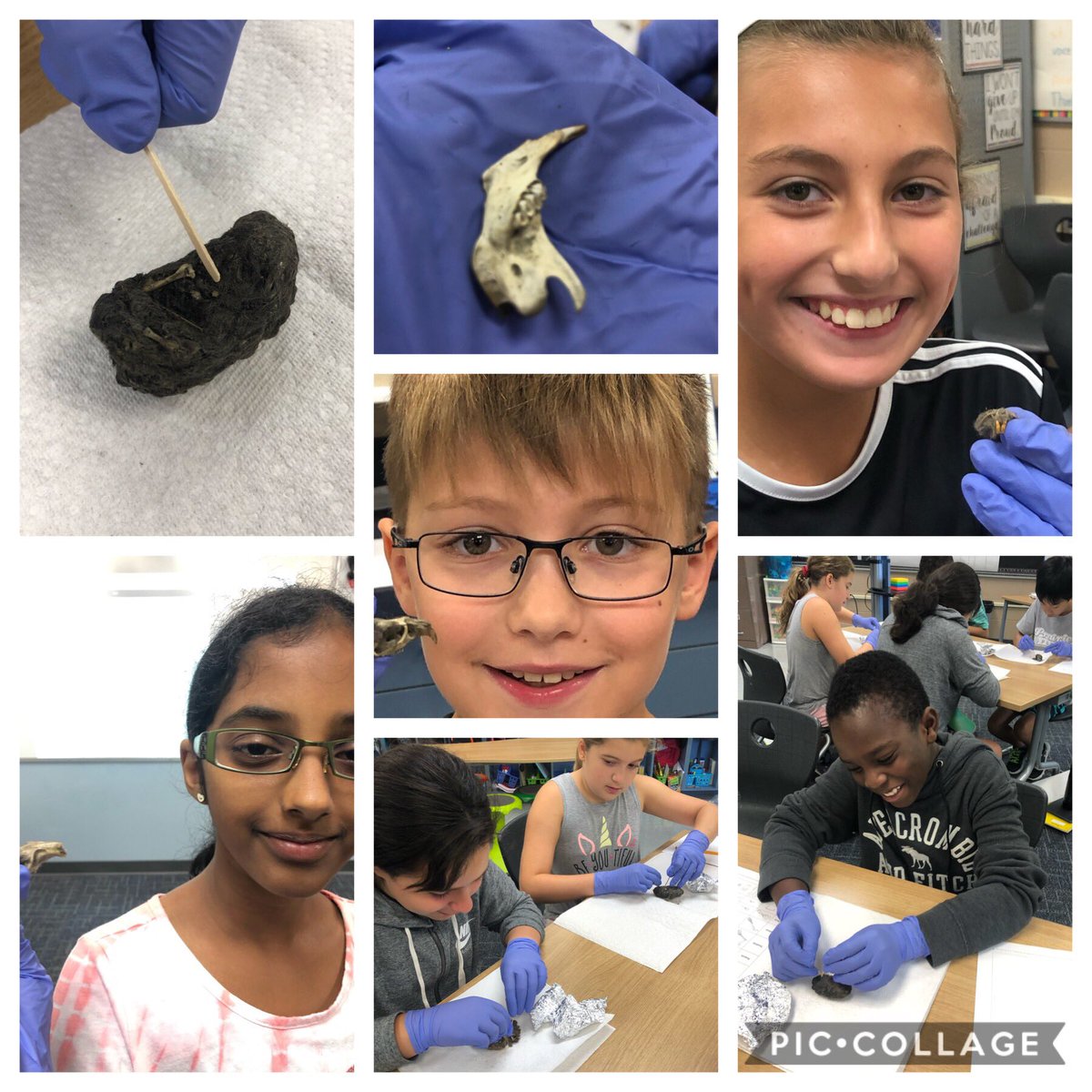 Learning about consumers in an ecosystem.   Who knew owl pellets could be so much fun?  #inspire96
