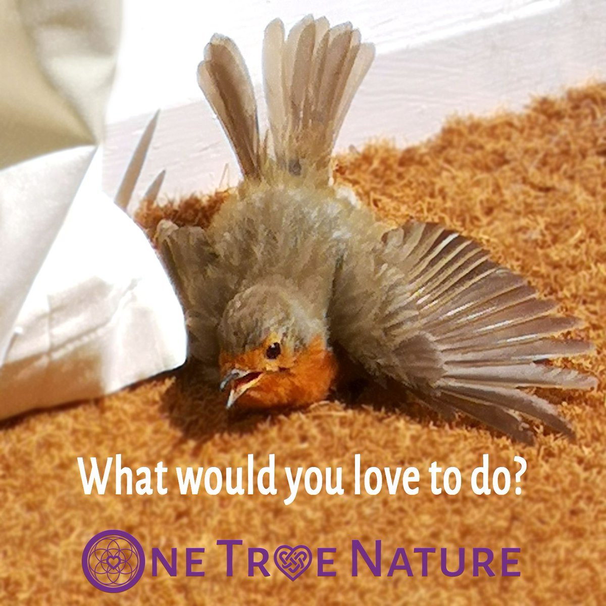 OneTrueNature's tweet photo. Is there something that feels good and right, that you'd really love to do, but you always put it to the bottom of your to do list?  Read more here https://t.co/6k9aVunrpR  #heart #love #sun #todolist #putitoff #nature #robin #autumn #onpurpose #truenature https://t.co/jM1Tj3fKgl