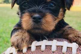 PetsClassifieds's tweet image. petsclassifiedads.com/pets/dogs/york…