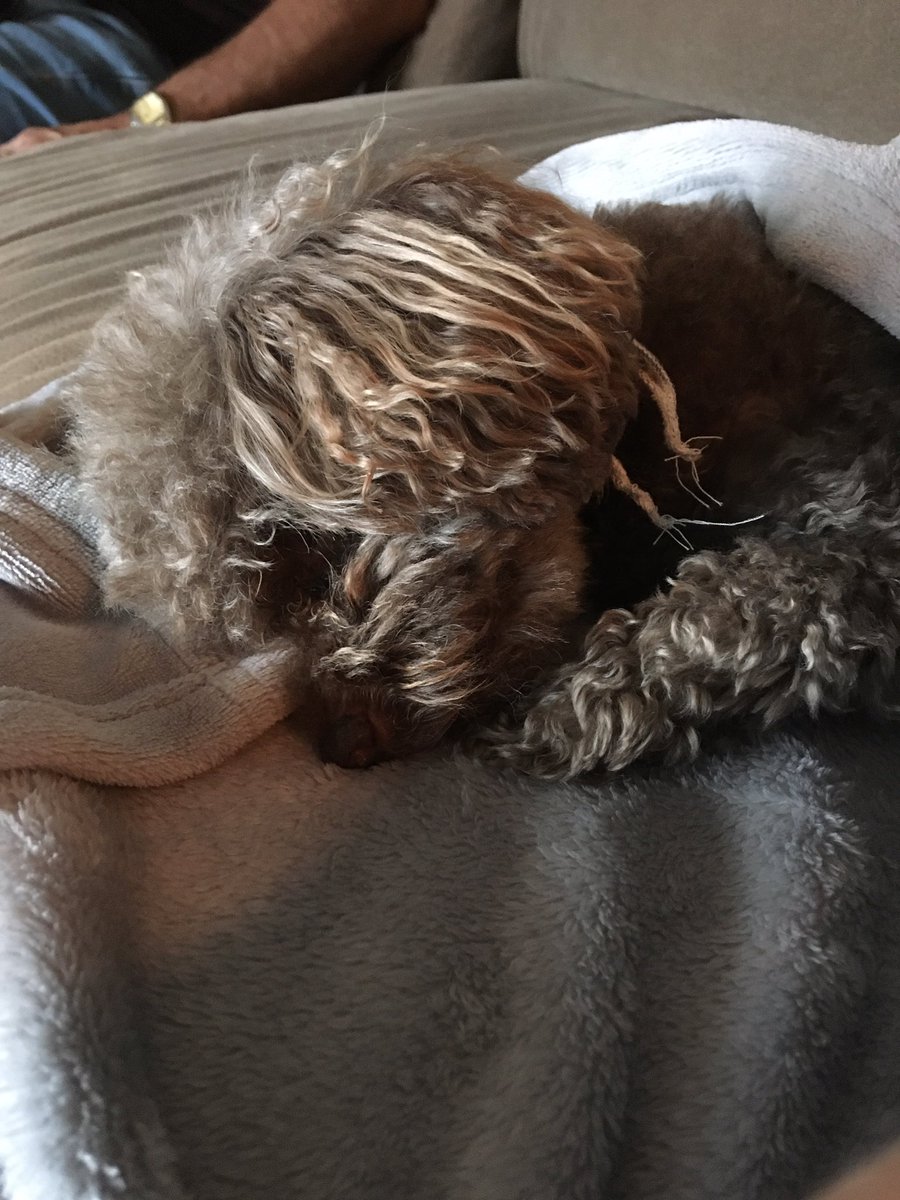 thetinymarie's tweet photo. @eneiman idk what this is about but here’s the cutest picture of Chopin ever taken https://t.co/jlT5kskZP6