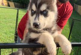 PetsClassifieds's tweet image. petsclassifiedads.com/pets/dogs/sibe…