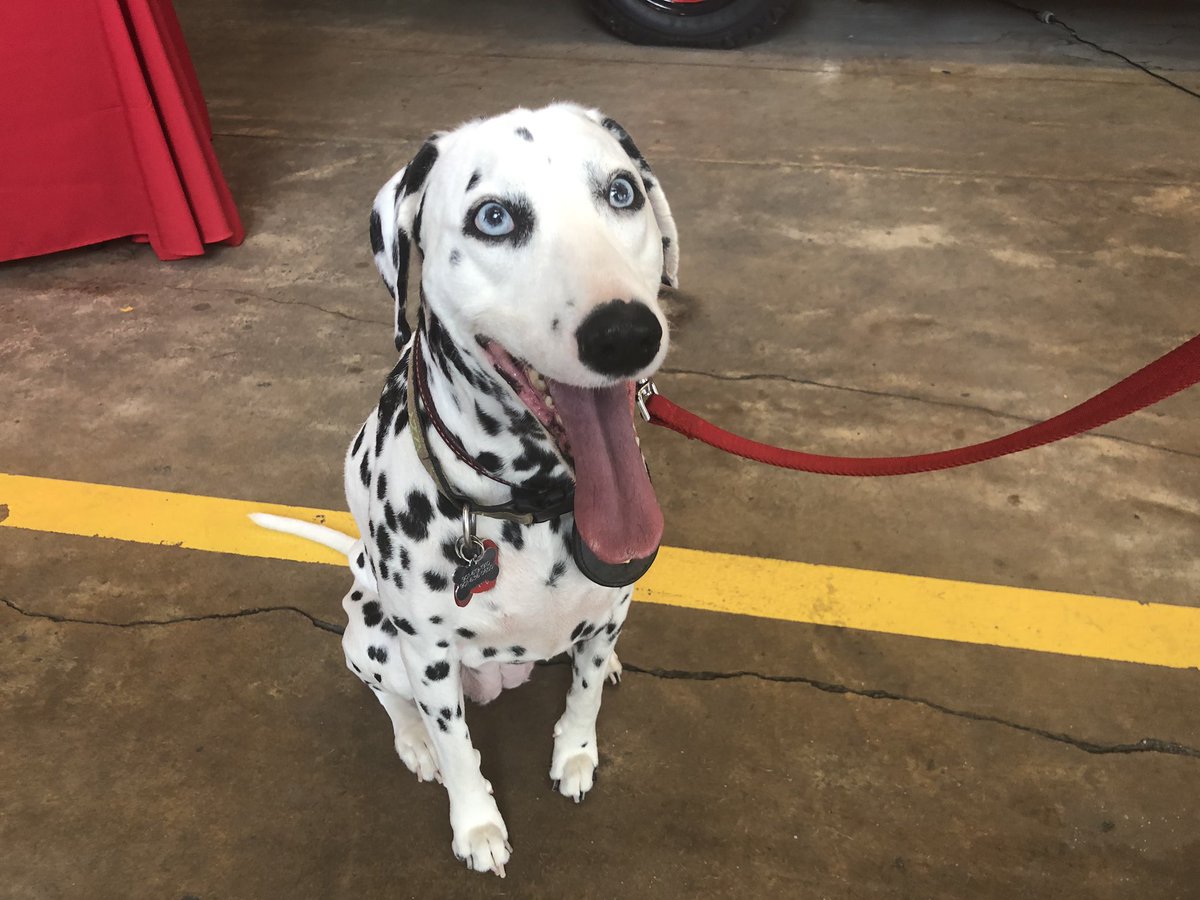 ErinMorganTV's tweet image. The Memphis Fire Department is teaming up with Memphis Animal Services to help reunite lost pups with their owners! All 57 fire stations are now equipped with microchip scanners. You can bring lost pets to any of the stations to be checked for a chip &amp;amp; help get them back home!