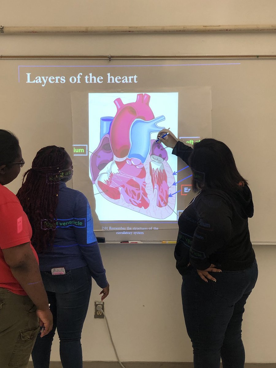 Health Science I students are learning the structures of the  human heart. Do you know where your blood travels after passing through the  right atrium?