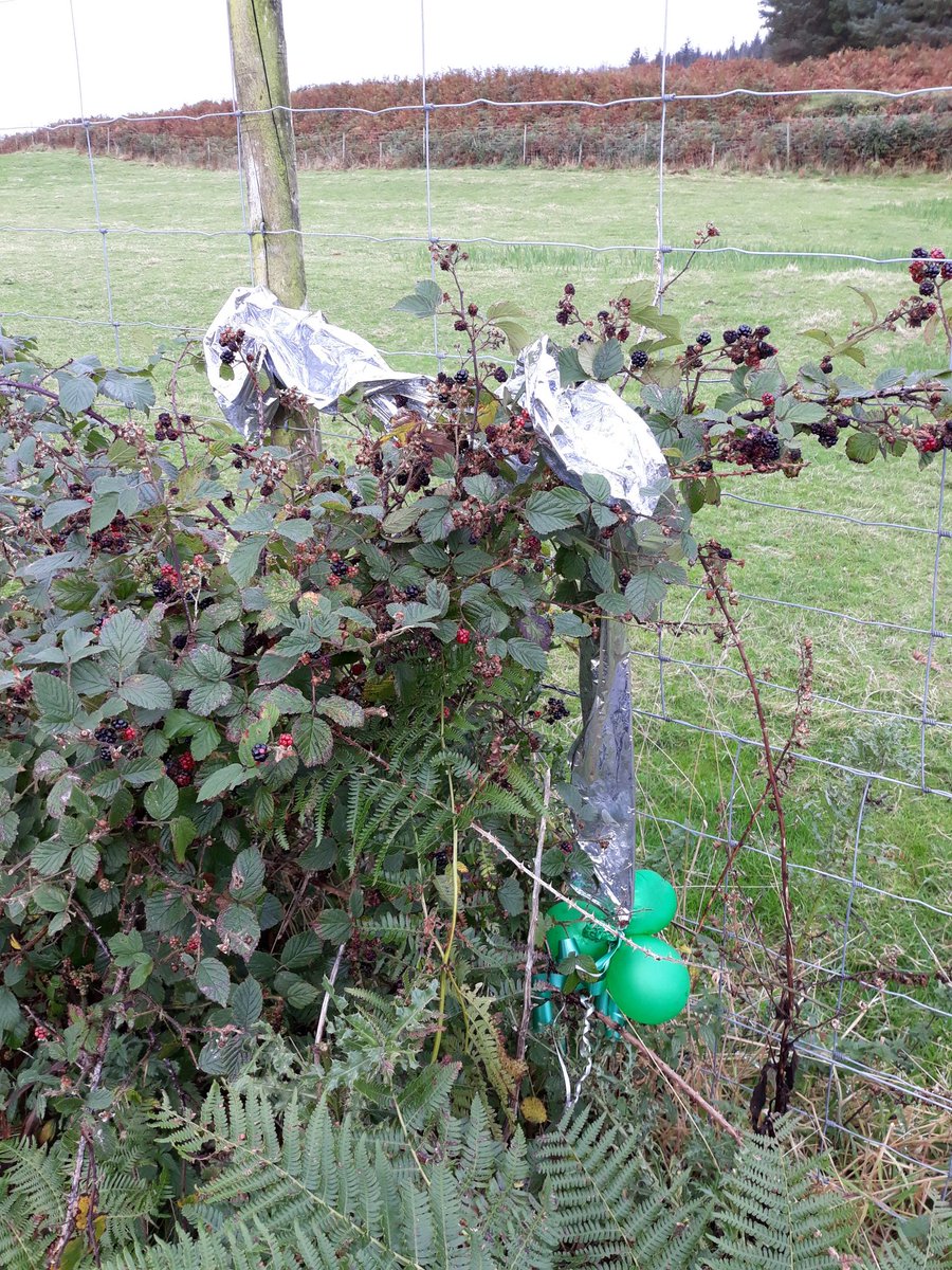 There is something unpalatable about this and it isn't the #blackberries! A big zero shaped #balloon from some idiot's party. #balloons are dangerous litter. Don't let them go! #plasticfreemull #mull #isleofmull #plasticfreecoastlines #plasticfreecommunities