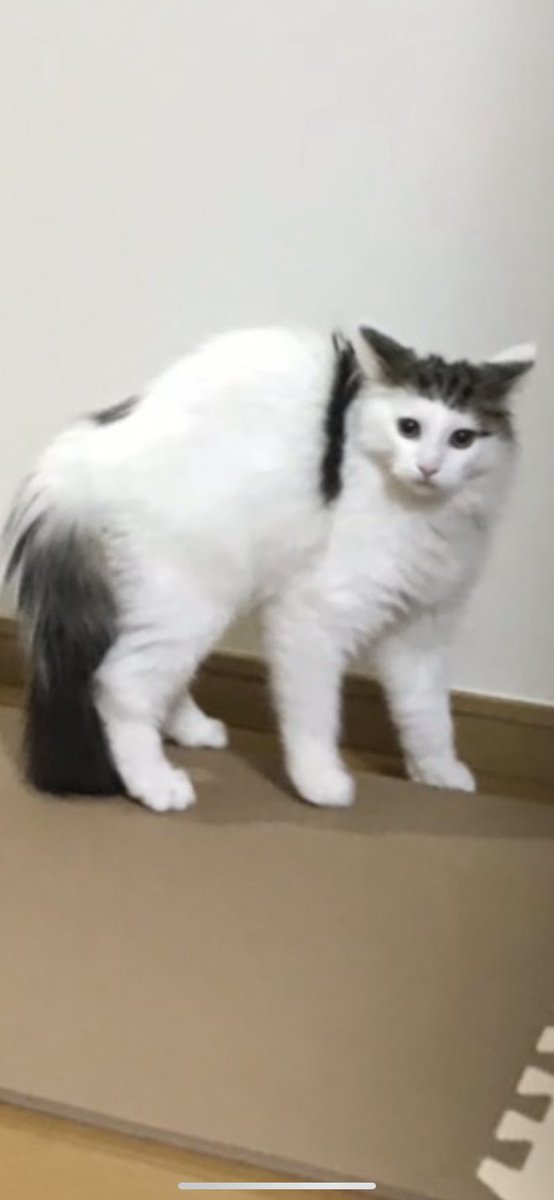 猫の威嚇ポーズ