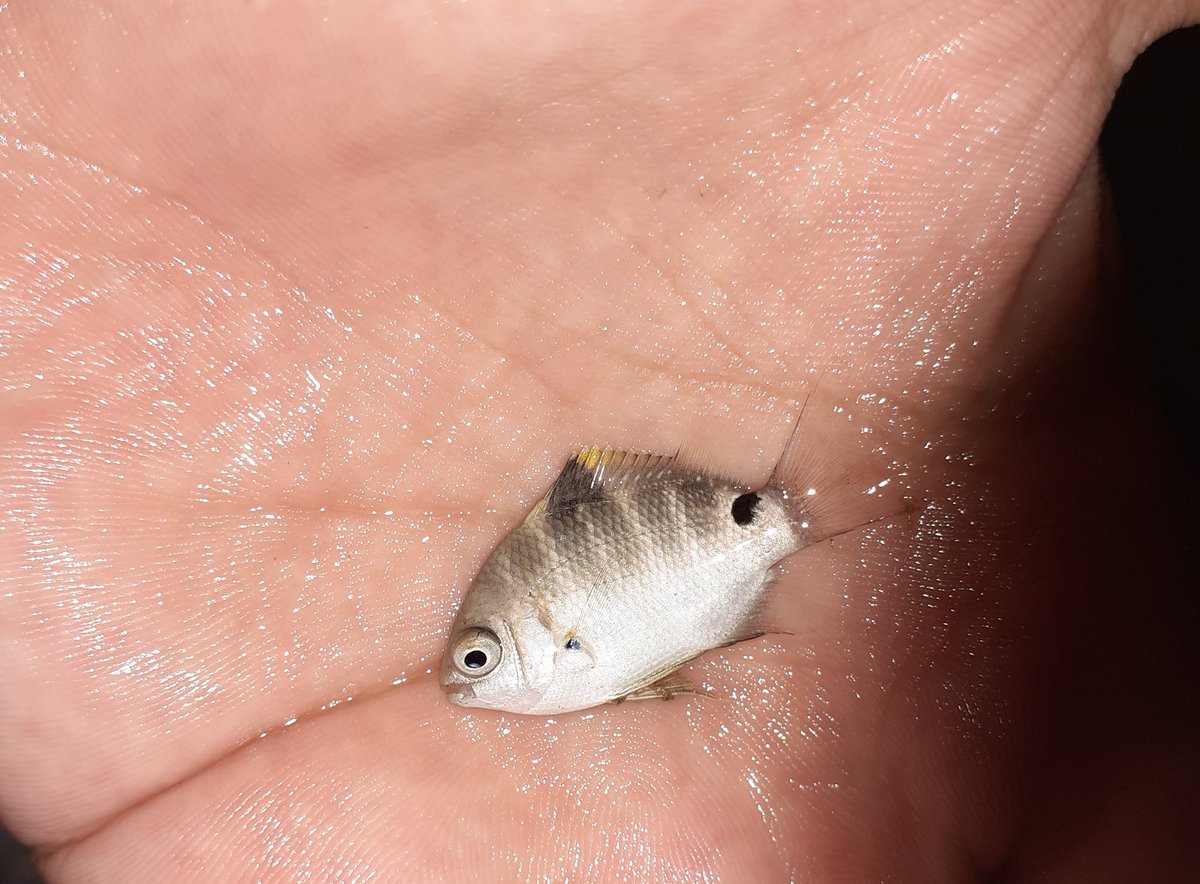 ガサガサボーイ 初の夜磯ガサガサ終了 やっべ 海全然知らんないから名前分からないなあ笑 1枚目はメバル 色が綺麗だ ハゼも結構大きさあるね 後 謎の小さい魚とカニ 意外と採れてオモロかった