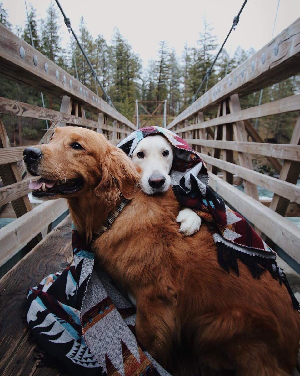 KevinCheley's tweet photo. Estos perros tienen mejor vida amorosa que yo. https://t.co/txlwtk5zQO
