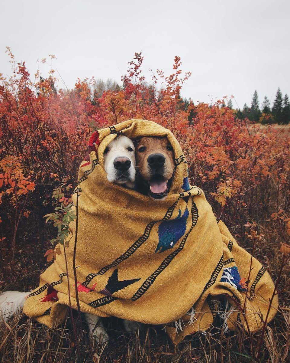 KevinCheley's tweet photo. Estos perros tienen mejor vida amorosa que yo. https://t.co/txlwtk5zQO