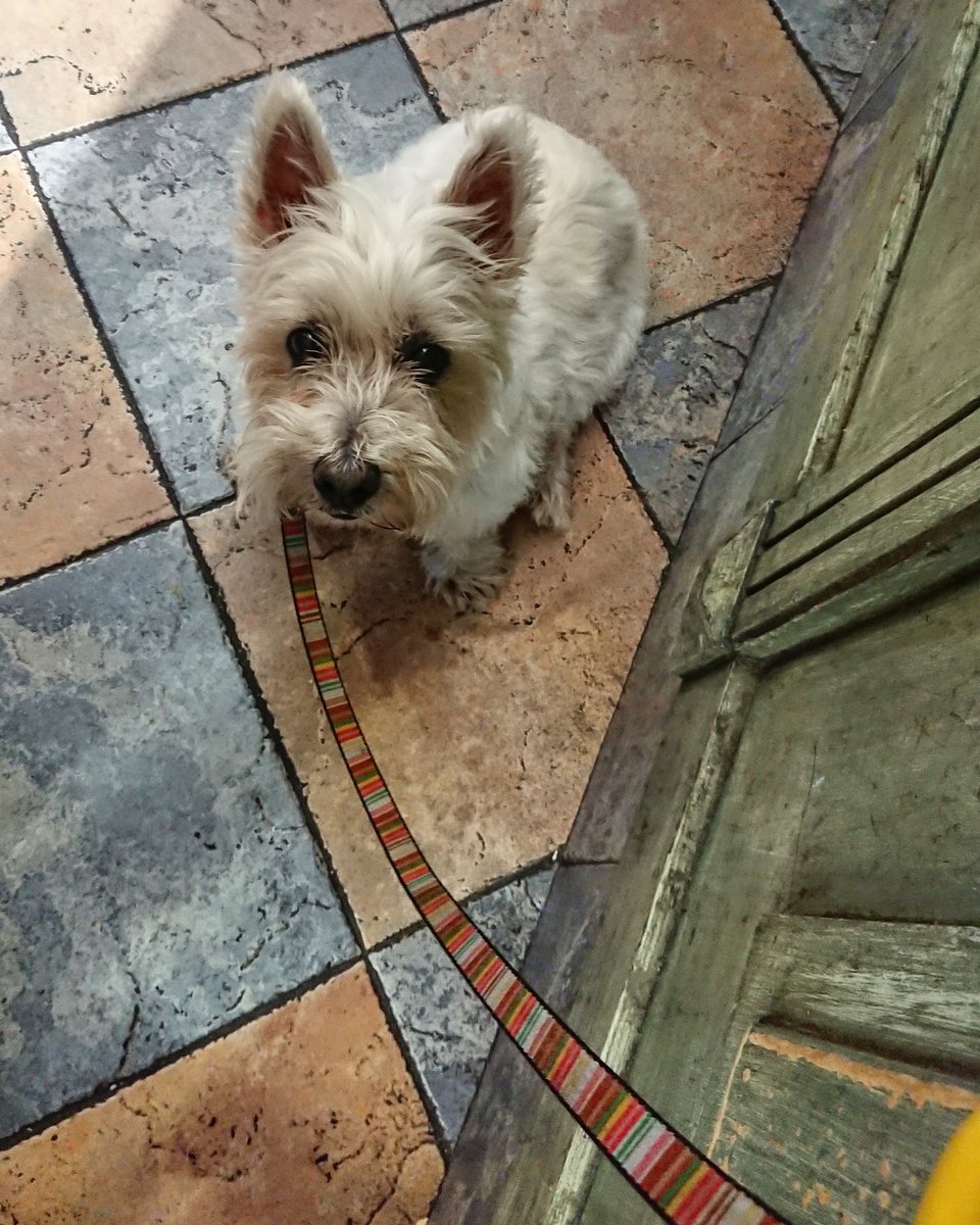 Gille_RM's tweet photo. Cleo waiting for pintxo...
#Euskalherria #Basquecountry #Cleo #Westie #Westies #Tabernan #Itxaroten #Posando #Atenta #Adi #Esperando #Politena #Maitasuna #Laztana #Perrita #Lovedogs #westiegirl 
#Novelty https://t.co/tQUfllG9VR