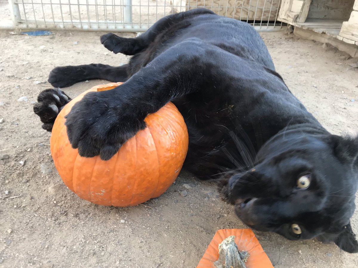 ForeverwildEAS's tweet photo. 🍂When that pumpkin spice hits. 🥤👀 One more day until the weekend! Visit us, we’re open Today and tomorrow (Thurs/Fri) 12-5 and Sat/Sun 10-5. 🐾 https://t.co/pfLroLbAzt