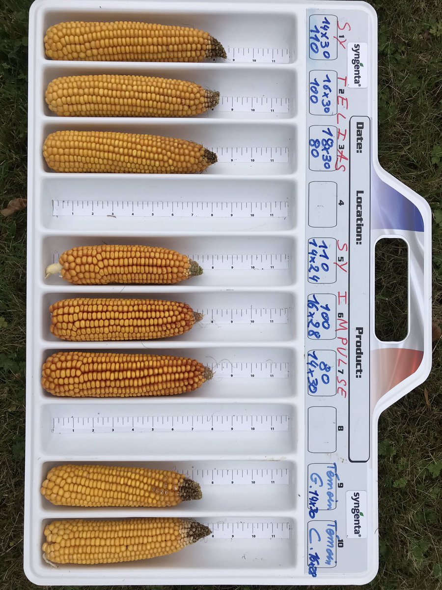 Dormionq's tweet photo. Voici les composantes de rendement de la génétique #powergrain avec trois densités de semis. Les épis indéterminés des variétés #Télias et #Impulse permettent de s’adapter à tous les potentiels de sol. https://t.co/LDTi82WMAj