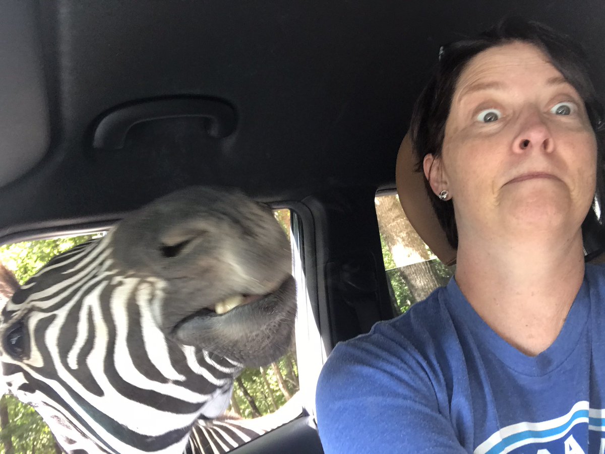 Feeding the #zebras what are you doing? #vawildlifesafari