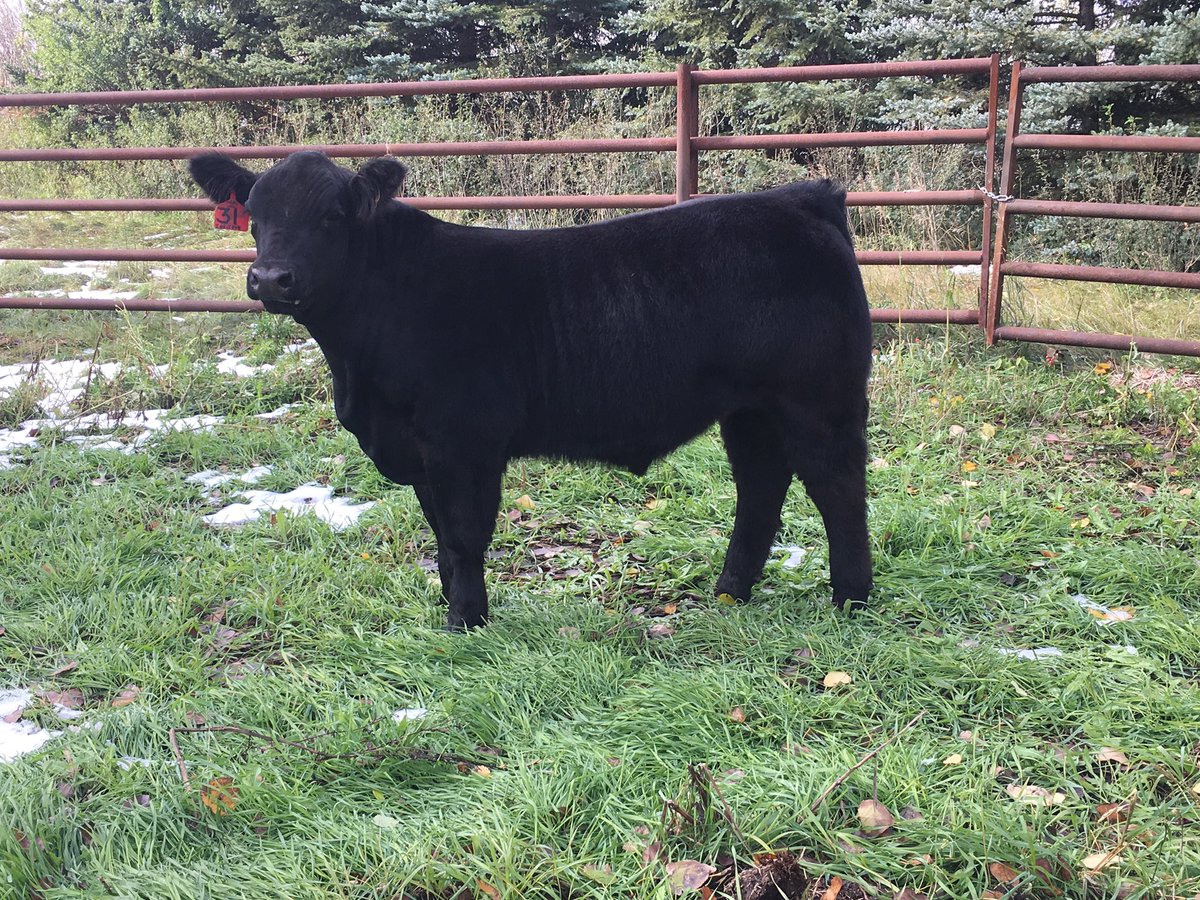 We have prospect steers and heifers for sale by private treaty. This steer is sired by I Believe. Contact Tyler at 306-530-9582 for more details. #SKag #4H #ClubCalf #ShowSteer