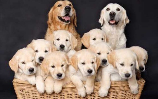 amanda_amaral86's tweet photo. Faça biscoitos para o seu melhor amigo
https://t.co/9VsJryKAcg
#cachorro  #cachorrosdobrasil #cachorros 
#cachorroétudodebom #cachorroetudodebom #amocachorro  #maedecachorro #cachorrosfofos #cachorrosdoinstagram #cachorrolindo
 #cachorrofofo #viralata #cachorroderua #dogs #dog https://t.co/eKN2B2UiXT