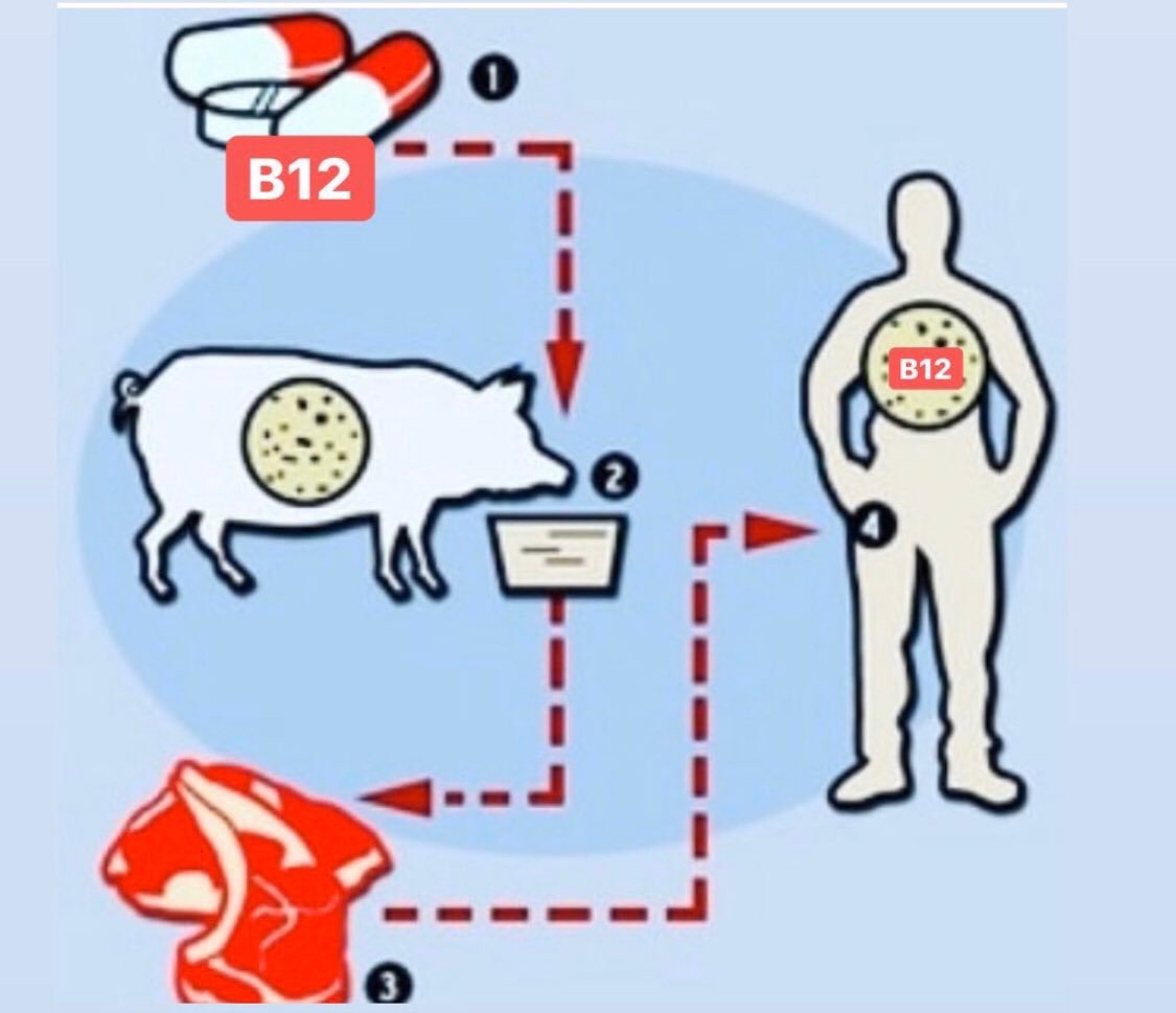 En #comandoactualidad han nombrado la B12 de la carne.

La B12 es de origen bacteriano y los animales que comes la consiguen porque son suplementados.

Si quieres B12, sáltate el intermediario y toma tú directamente el suplemento.