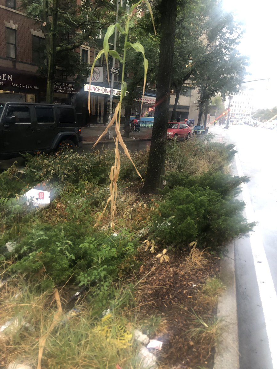 caraparks's tweet photo. Everyone was so excited about that tomato on a piling in Brooklyn, but no one talks about this sad-ass single stalk of corn by the Holland tunnel https://t.co/o56IvuOYN1