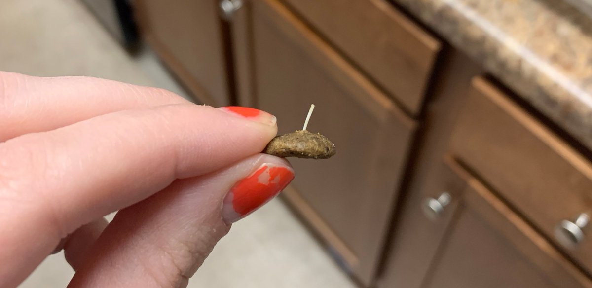 JLTemkin's tweet photo. .@NaturalBalance why are there sharp plastic bristles in my dog's kibble?! This is TERRIFYING https://t.co/5hIWvS72Yt