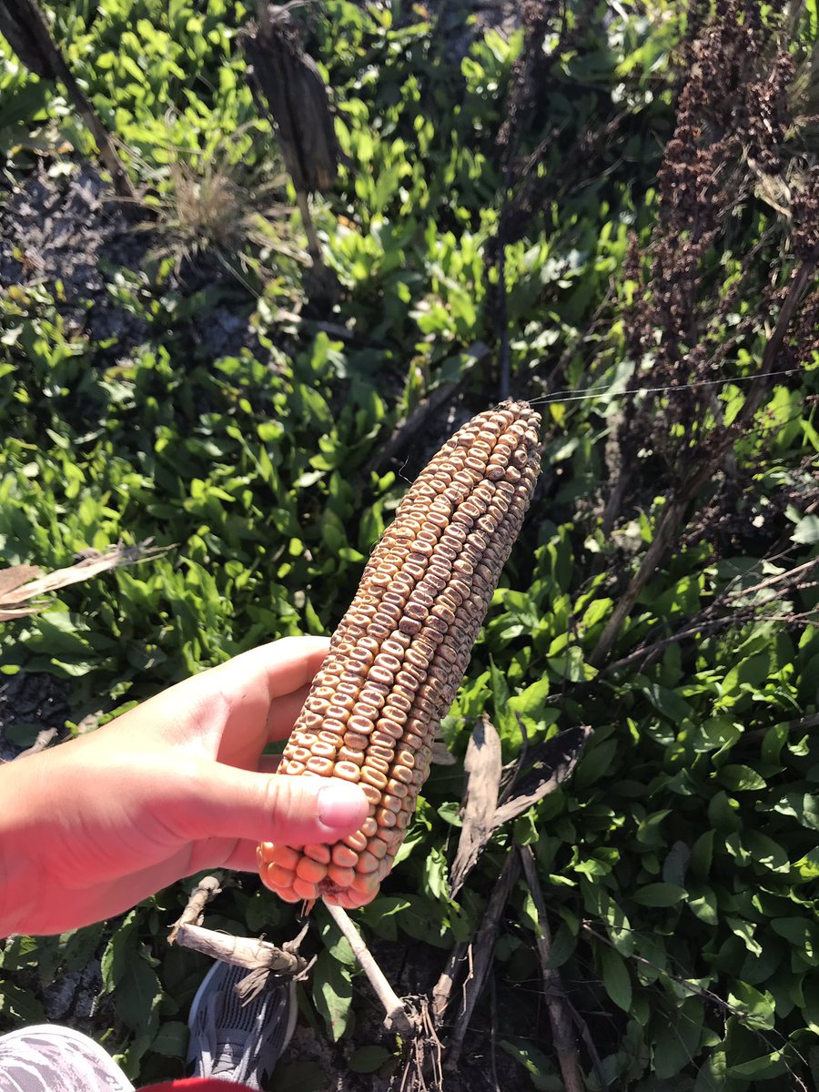SustSeeds's tweet photo. LG5618 been in the field since last harvest and had 45+inches of moisture that came in many forms.  Too wet last harvest and PP this yr.  @LGSeeds corn possesses many strong traits and definitely showing off in this situation!   #EarRetention #StrongStalks #GeneticsMatter https://t.co/DVd5wBQI6m