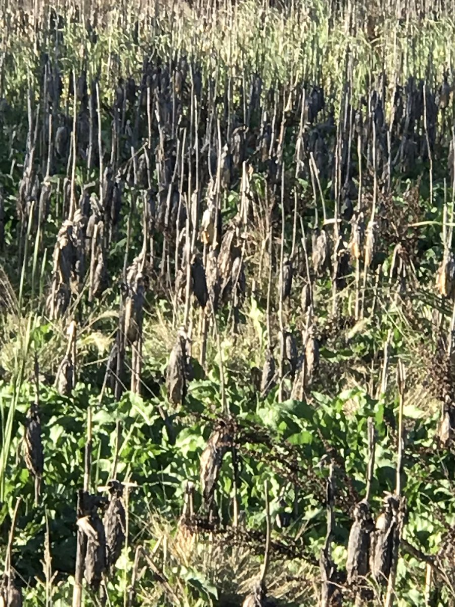 SustSeeds's tweet photo. LG5618 been in the field since last harvest and had 45+inches of moisture that came in many forms.  Too wet last harvest and PP this yr.  @LGSeeds corn possesses many strong traits and definitely showing off in this situation!   #EarRetention #StrongStalks #GeneticsMatter https://t.co/DVd5wBQI6m