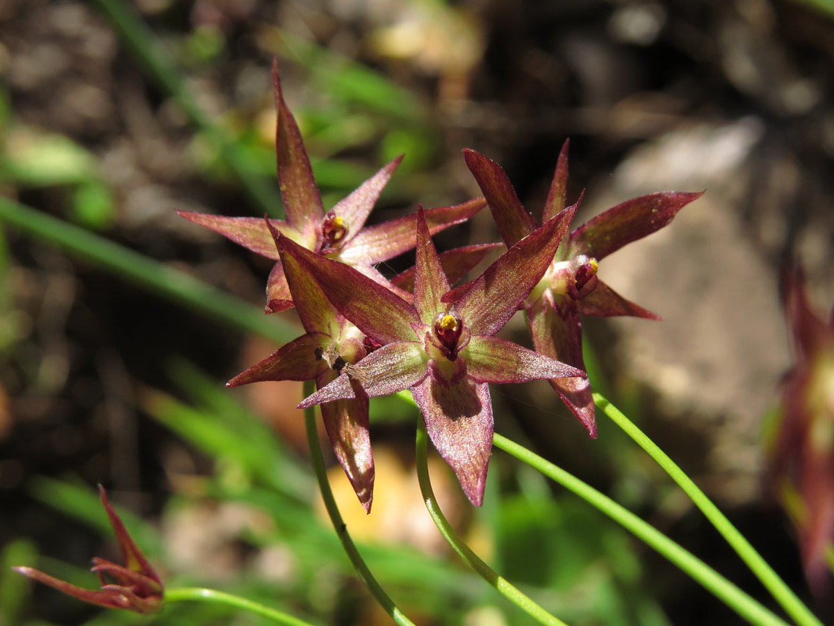 Gilliesia isopetala Ravenna muy cerca de su localidad tipo. Especie endémica de Chile. SN Cerro Poqui, 28/09/2019
#Gilliesia #geophytes #floradeChile #ChileanFlora
<a href="/ChileEndemics/">Endemic Plants of Chile</a> <a href="/florachilena1/">Flora Chilena</a>