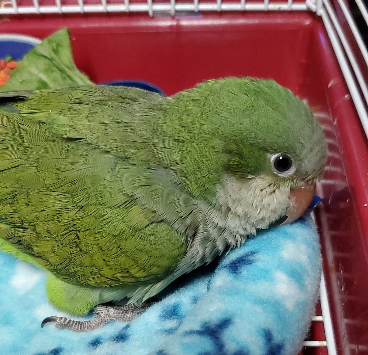 Birdhism Bebe Quaker Borrowing One Of Cody S Donuts