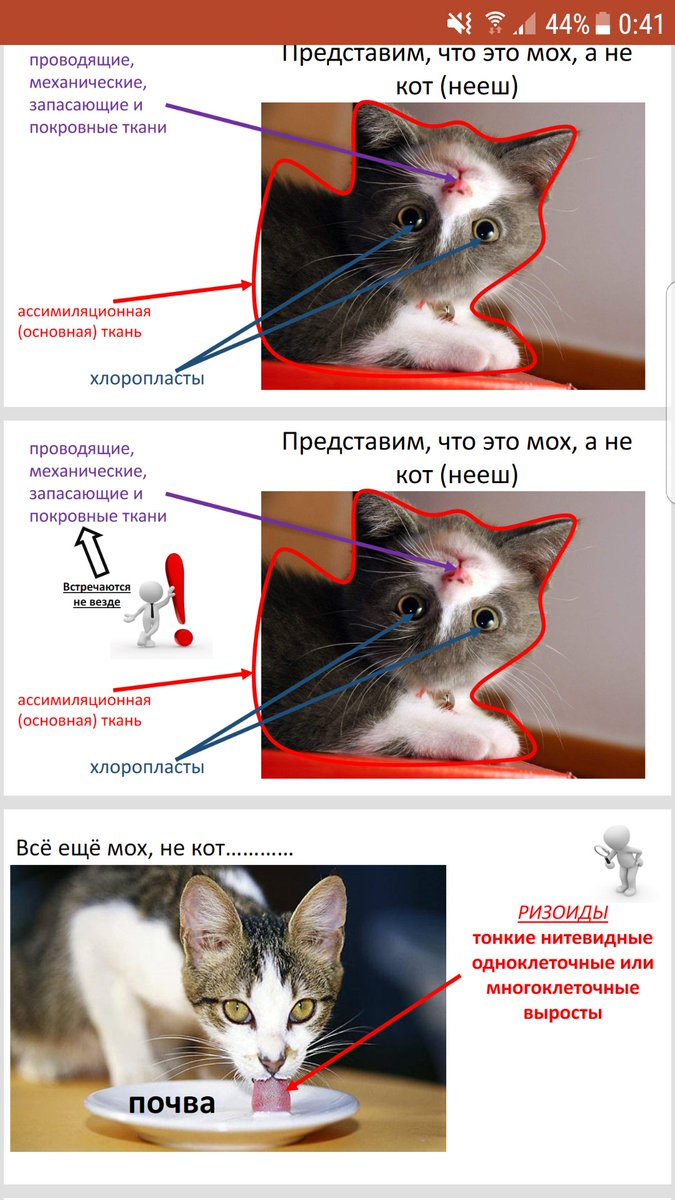 MebelTuturu's tweet photo. Я ХОЧУ ЧТОБЫ ВЫ ВИДЕЛИ КАКУЮ ПРЕЗИНТАЦИЮ ЗАМУТИЛА МОЯ ПОДРУЖКА 
ЗАВТРА БУДУ ПО НЕЙ ПРЕПОДАВАТЬ СЕМИКЛАШКАМ БИОЛОГИЮ АХХАХАХ https://t.co/MoulPZxACm