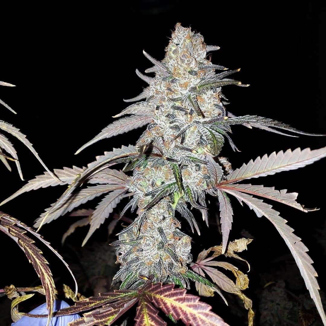 theorywellness's tweet photo. Our keeper pheno of Granny Smith in her final days.
.
.
.
.
#GrannySmith #Gb6trix x #GreenCrack #ABF #ABFgenetics #TheoryFlower https://t.co/VWblAtsuPF