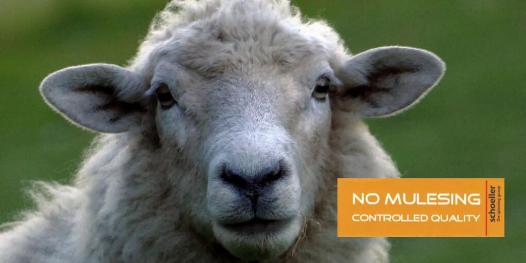 Texelana's tweet photo. Texelana verkoopt veel merken die mulesing vrij zijn.
Goed om eens bij stil te staan.
#dierendag #mulesingfree #merinowol #Liefzijnvoordieren #texelana
https://t.co/gkOjt2dzyN https://t.co/uL545mLAsK