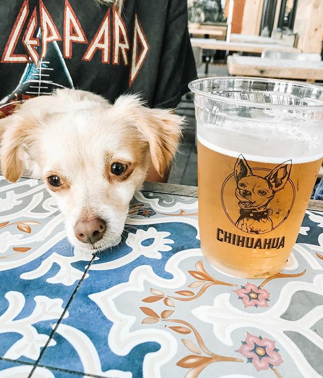 Michael5SOS's tweet photo. I miss my chihuahua. I don’t miss beers. https://t.co/LEGVV4GEGV