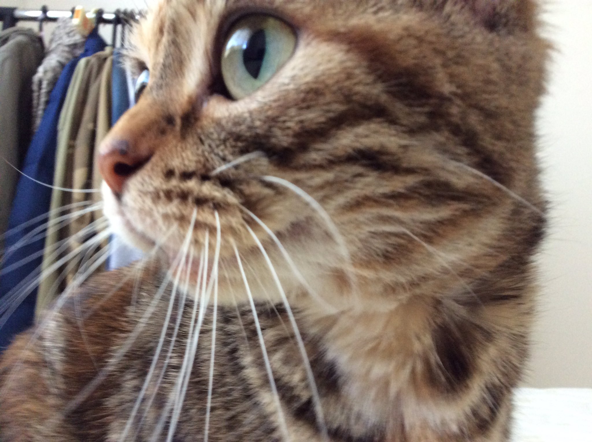 もるみと猫さん 色々な方に見ていただけて嬉しいです 本当にありがとうございます 故に猫マスターを名乗るのを恐縮しましてhnを変えました 画像はみぃたんが家族になったばかりの写真です 怪我がだいぶ治った頃です 当時は喧嘩したのか 目が傷