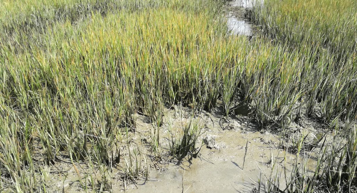 anaifsousa's tweet photo. In the scope of #TeaComposition Initiative, last teabags retrieval done a few mths ago! Teabags were buried in #RiadeAveiro #saltmarshes for 3 yrs, to study litter decomposition! Great collaborative work led by @IkaDjukic &amp; involving many sites worldwide! @CESAM_Univ @UnivAveiro https://t.co/zme1IdONhq