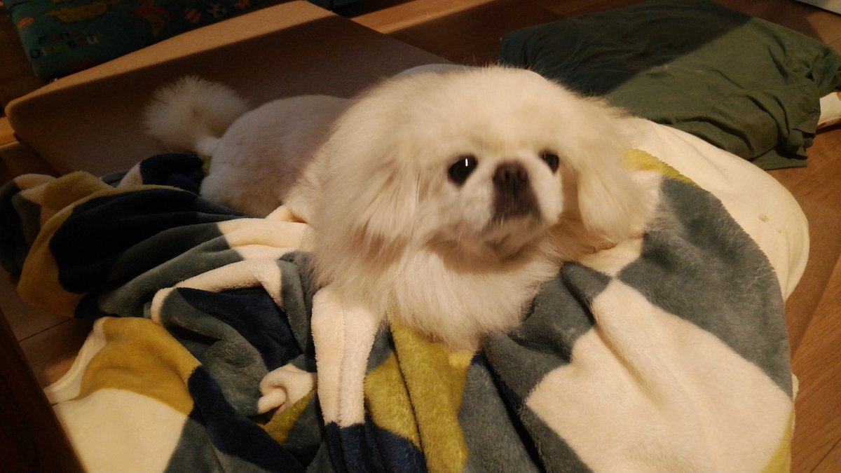 ホワイティいぬだ くしゃみをした犬 T Co Twllsjfpkv Twitter