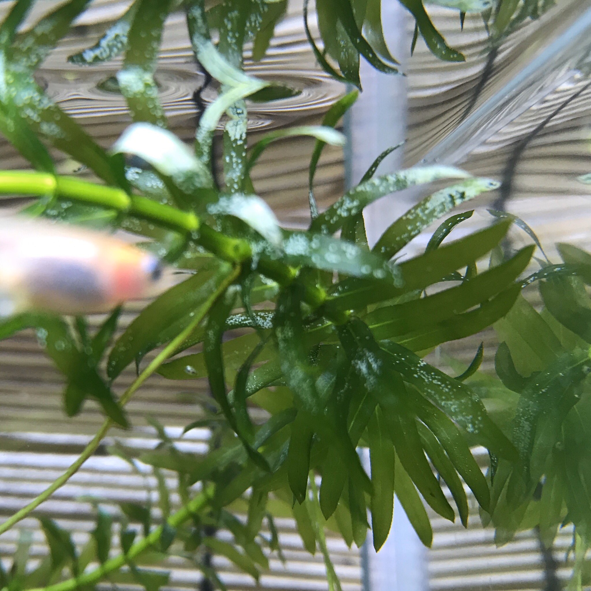 うたか 現実逃避中 アナカリスに白い粉のような点々のような何かが付いてる 何かの卵 スネール 虫 カビ ほっといていいのか切った方がいいのか 誰か教えて 水槽 アクアリウム アナカリス 病気 水草 メダカ ミナミヌマエビ T Co