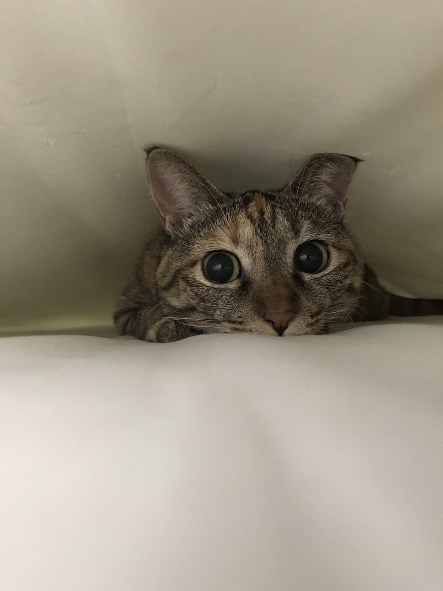 Japan Image 猫 寝る 上から