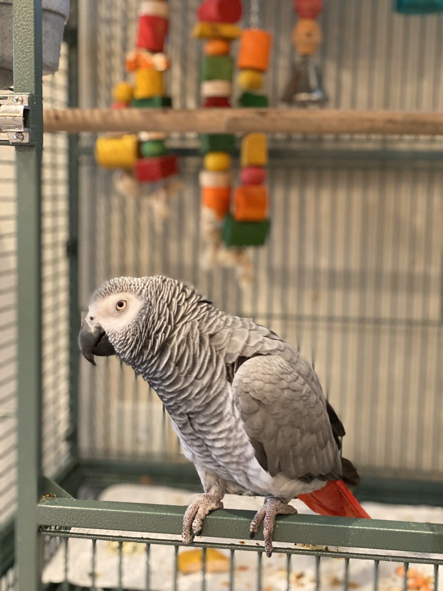 codebylarry's tweet image. New iPhone! #cag #parrot