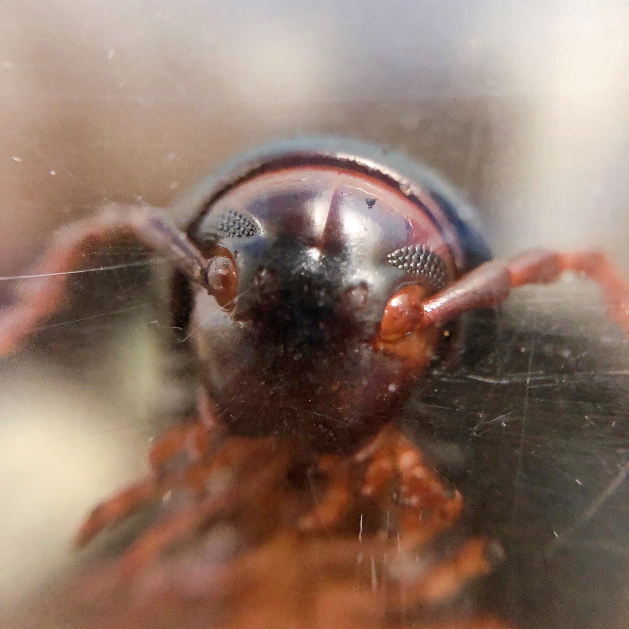 Alexia ヤスデの顔はこんな顔 T Co Kssqrlsaej Twitter