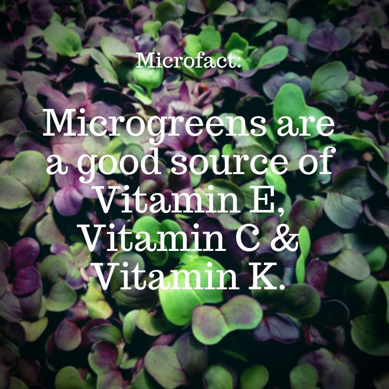WestdomeN's tweet image. Are microgreens a part of your daily diet? Maybe they should be...#Microfact #EatHealthy