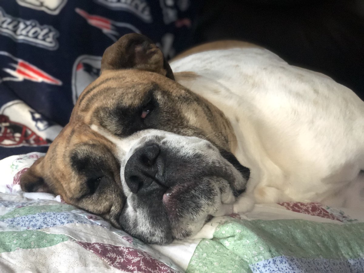 BulldogMiranda's tweet photo. When I posted about #BoyfriendsDay I didnโt expect to get so much love&attention! Thank you to everyone who liked & talked with me today. I โค๏ธ you all! #howcanichoose #somanycutepups #youareallfantastic I may just have to do what bulldogs do and sleep on it๐ถ๐ด๐ #dogsoftwitter https://t.co/WpgnB9Jaxm