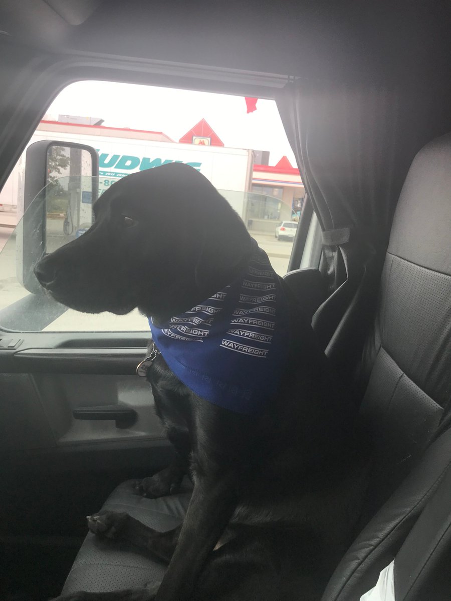 WayfreightTruck's tweet photo. We now have stylish Wayfreight bandanas. Here are Nero and Memphis showcasing this hip new fashion trend. When you look this good it stops traffic.  

For all your fashion needs please visit the corner office. #truckinglife #dogswhodrive #dogs #wayfreight https://t.co/ZKiWMqCIav