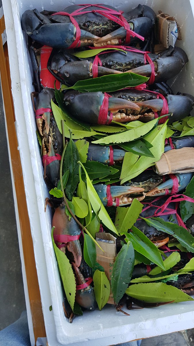 WilkerBiak's tweet photo. Pemeriksaan Media Pembawa Kepiting Bakau 20 ekor 1 Box milik Syamsuddin B Biak tujuan Ziyang PLI Jakarta 
@BKIPMJayapura @HumasBKIPM @BKIPMJakartaI https://t.co/LG5P3qGgBy