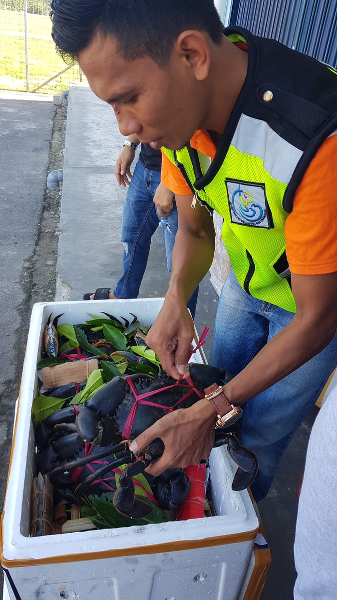 WilkerBiak's tweet photo. Pemeriksaan Media Pembawa Kepiting Bakau 20 ekor 1 Box milik Syamsuddin B Biak tujuan Ziyang PLI Jakarta 
@BKIPMJayapura @HumasBKIPM @BKIPMJakartaI https://t.co/LG5P3qGgBy