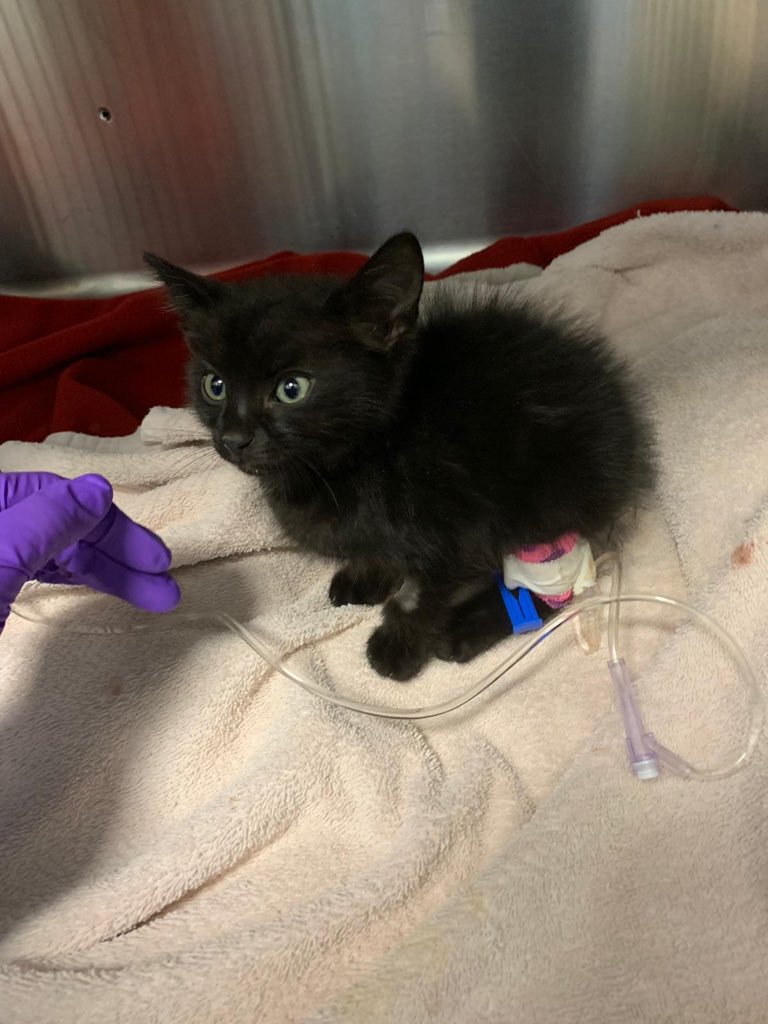 9-1-1! 🚨🚨@CareRescueLA really needs your help! If you can spare even a few bucks from your morning coffee, you can help them make all the difference. Please read these kittens story! And if you can’t donate, please share! venmo.com/code?user_id=1…