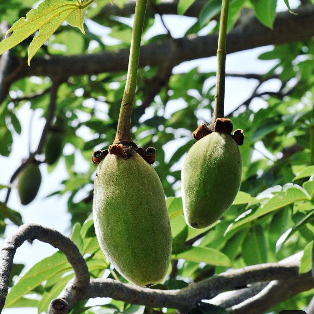 805Restaurants's tweet photo. A Baobab Tree... Africa’s ancient fruit 🌎 

#Baobab is the exceptional superfruit of Africa's 'Tree of Life'. Visit our Instagram page now to find out more interesting #facts about the beautiful continent of #Africa 🌎 https://t.co/q7ZfdN0Ge9 https://t.co/VnItMTD390