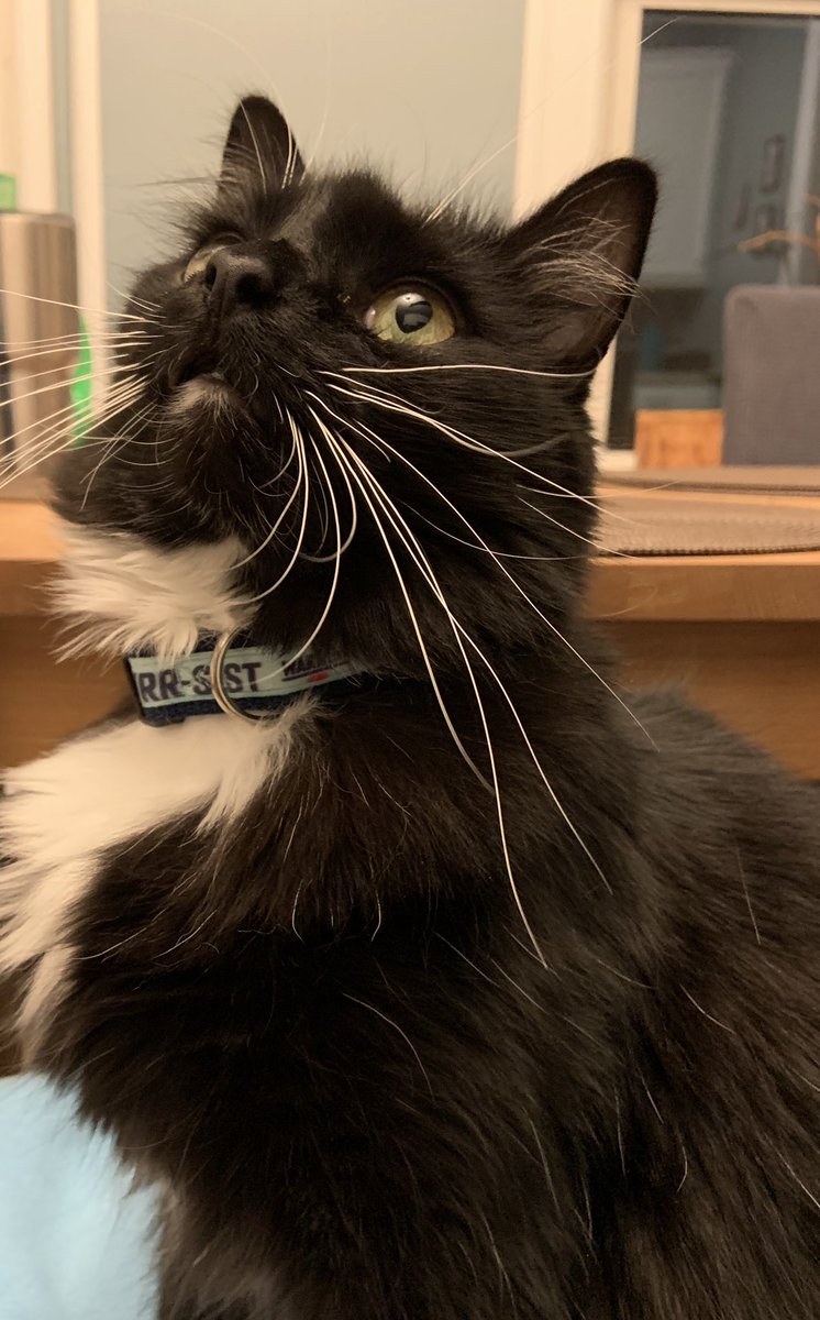 JossieValentin's tweet photo. I tried to get a photo of Diego at home tonight with the PURR-SIST collar, but he wasn’t cooperating. At all. #DreamBigFightHard #CatsForWarren https://t.co/r7YBPtbbhC