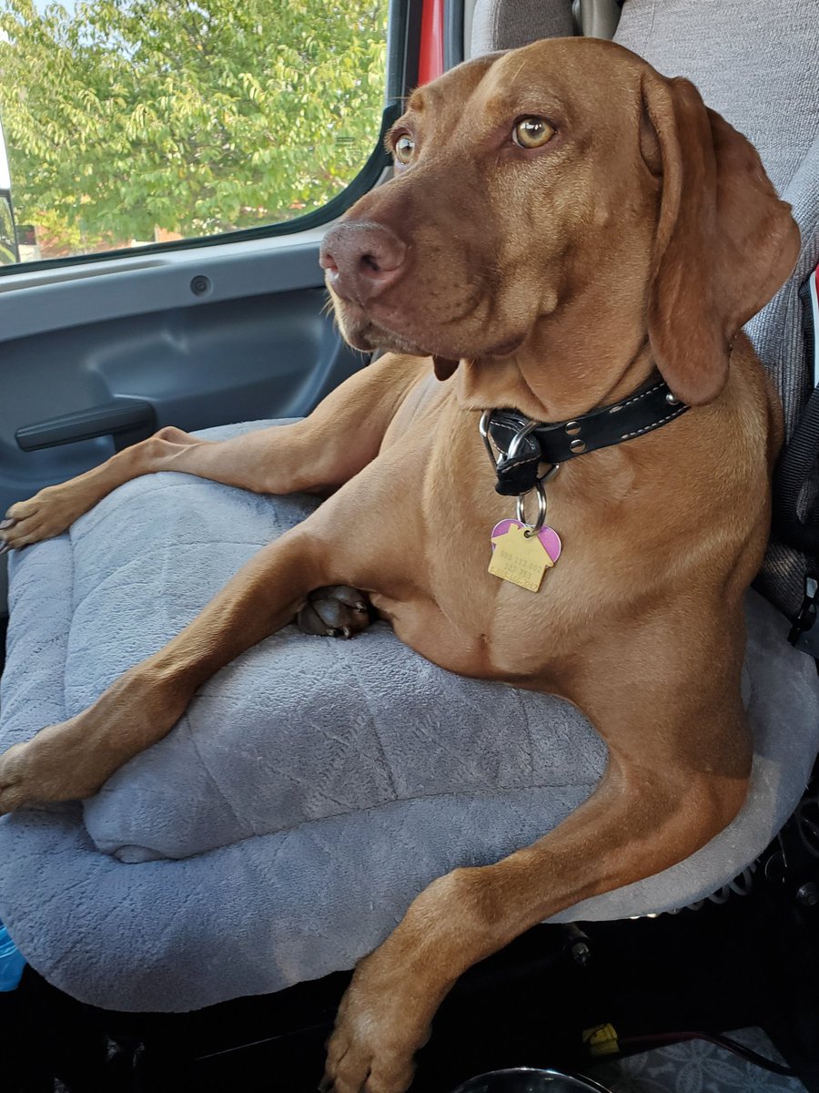 joannas11's tweet photo. Day in the life of a #TruckerDog... Ride, Play, Bath, Bed... #MiaTime #Vizsla #CoPilot #TruckerLife #RuffLife https://t.co/Qs0ZATJ8nu