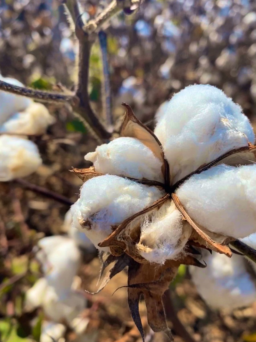 AShekoofa's tweet photo. ...picking cotton 2019...thank you @TysonRaper and cotton crew! #harvestingcrazysizeplots #plotsmarker #experiment1 #pickingcotton2019 #researchplots https://t.co/jfFSzd7dFh