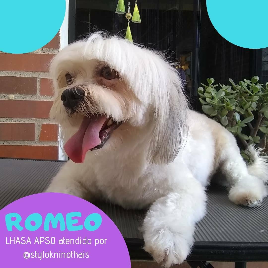 stylokninothais's tweet photo. ❤️ ROMEO❤️
Este lindo #doggy muy amado por su familia👨‍👩‍👦‍👦 es atendido en @stylokninothais con su #estilista #canino Thais Salcedo👩‍⚕️. Si estás interesado en tu cita📌

Contáctanos: 📲04141276612/04242728665

#correcto#cuidado y el arreglo que necesita según su raza https://t.co/lMqBsQrkvM