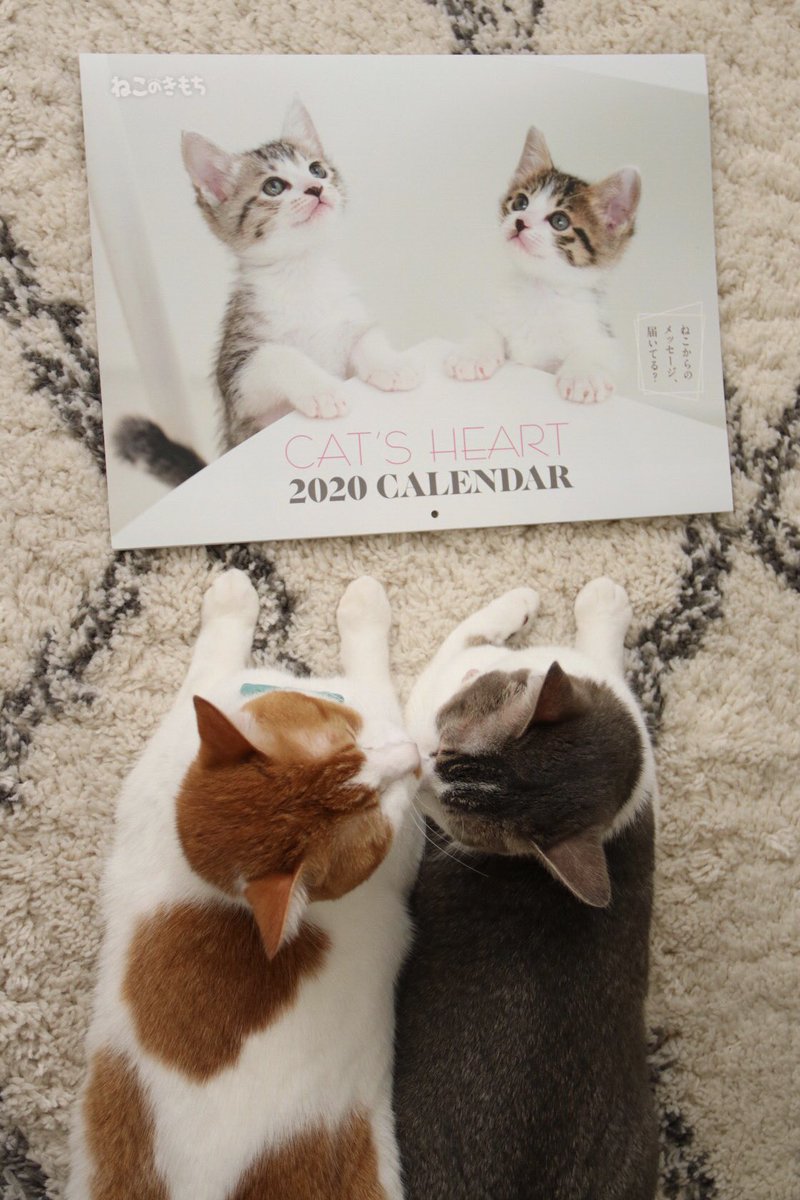 アメカヌちゃんとそら 猫からのおねがい 発売中 ねこのきもち カレンダー アメカヌが4月を担当しています 他の月にも3ニャンがちょこちょこと登場しているし すごく可愛い どうぞよろしくお願いします T Co Jgh3nzd4ik